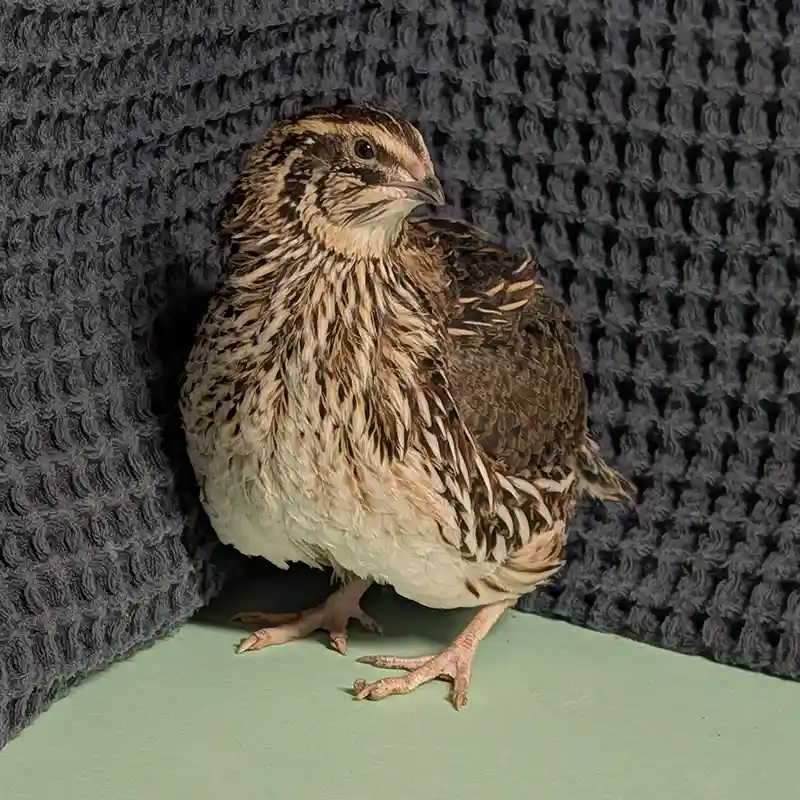 Live Birds
