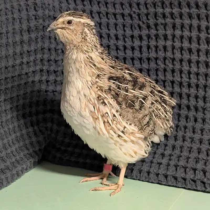 Rosalind