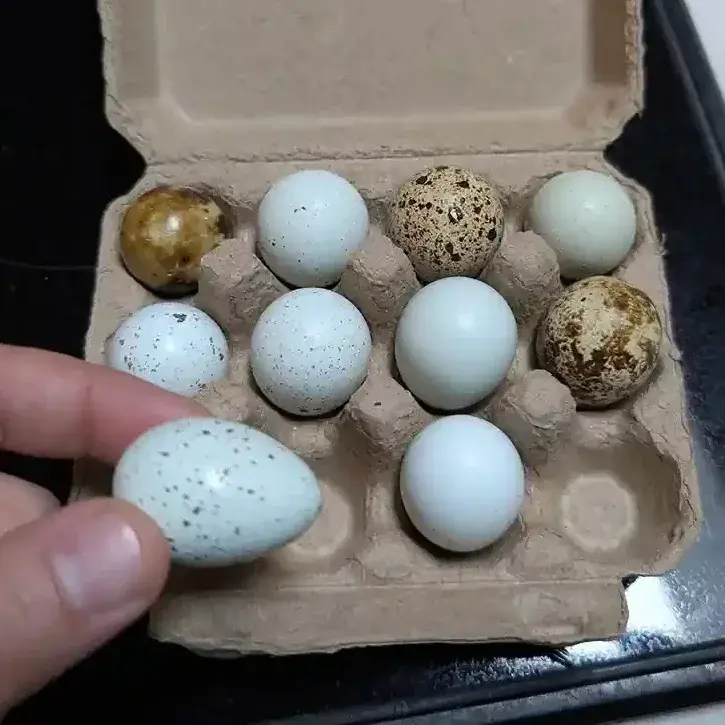 Hatching Eggs