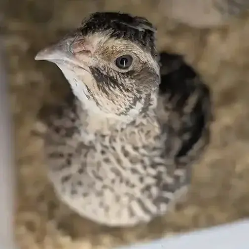 Adult Male