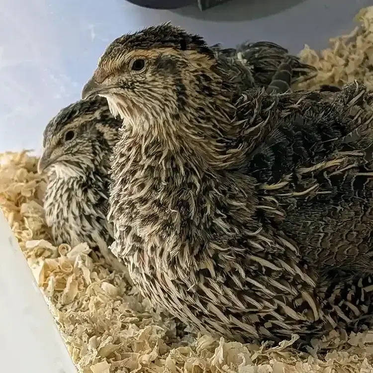 Adult Females