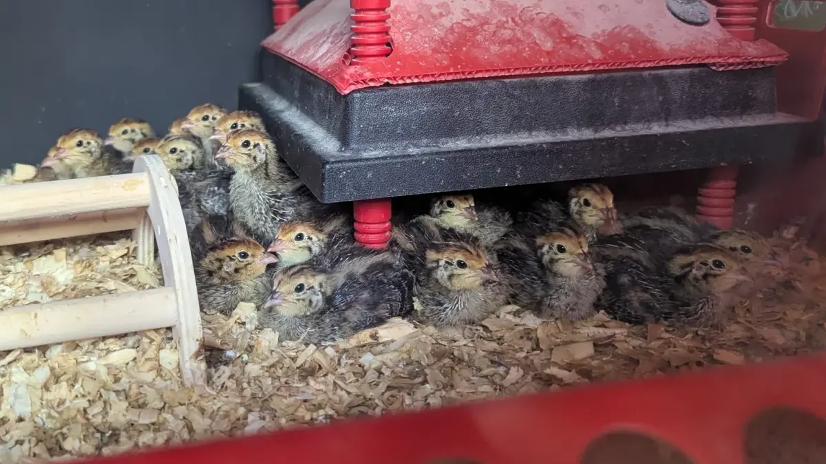 Quail Chicks