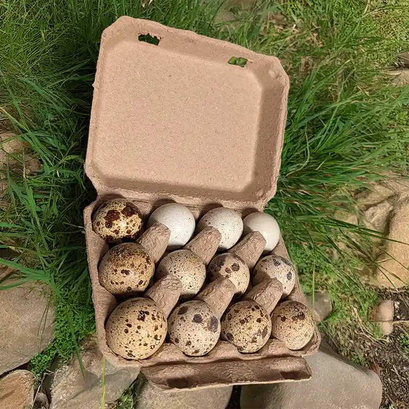 Quail egg detail
